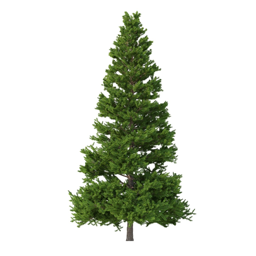 3D Picea Abies Set 5 - 3 in 1 https://p.turbosquid.com/ts-thumb/CV/xifbK1/IA/rend2.32/jpg/1630910477/1920x1080/fit_q87/507c332c273c491c29328f63dd1b7b043e81445b/rend2.32.jpg