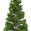 Picea Abies Set 5 - 3 in 1