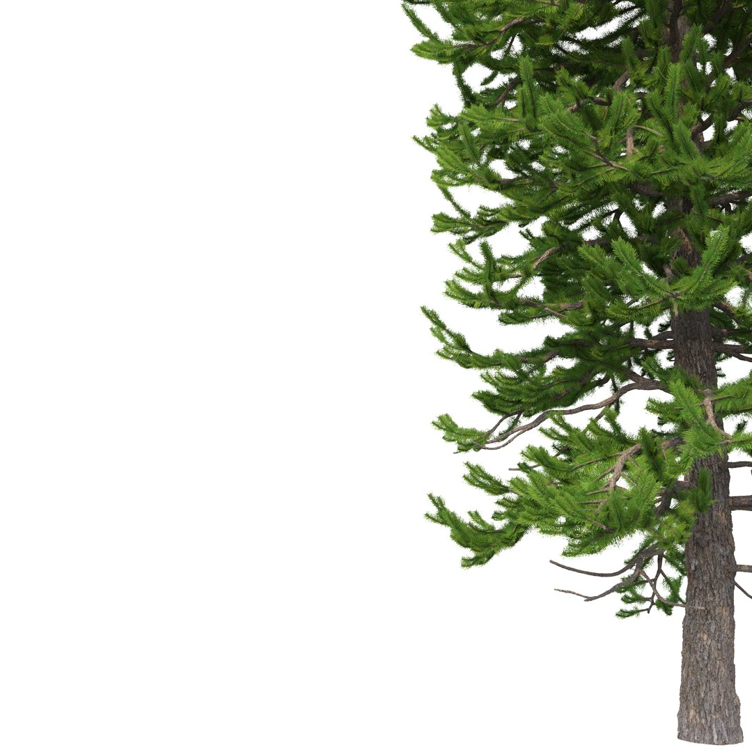 3D Picea Abies Set 5 - 3 in 1 https://p.turbosquid.com/ts-thumb/CV/xifbK1/Og/rend1.11/jpg/1630910445/1920x1080/fit_q87/446379ac34eccb159057980d09e3f31e0af830f5/rend1.11.jpg