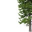 Picea Abies Set 5 - 3 in 1