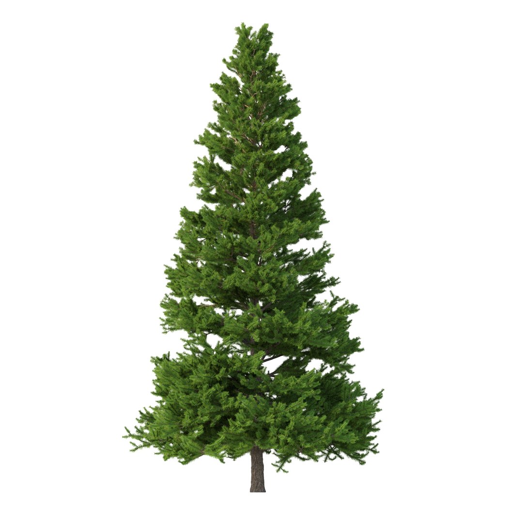 3D Picea Abies Set 5 - 3 in 1 https://p.turbosquid.com/ts-thumb/CV/xifbK1/TR/rend2.12/jpg/1630910471/1920x1080/fit_q87/b444428e201e7138394d8126e2ad53a8cab021e8/rend2.12.jpg