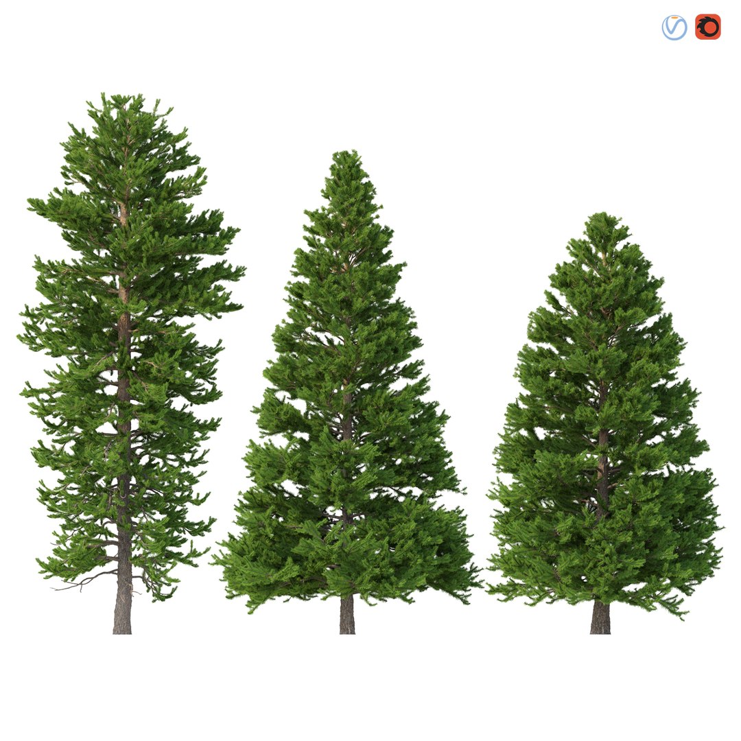 3D Picea Abies Set 5 - 3 in 1 https://p.turbosquid.com/ts-thumb/CV/xifbK1/WC/preview/jpg/1630910451/1920x1080/fit_q87/e8b00f80a489312bd047aac6a0f8bfa2ad73d7ab/preview.jpg