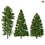 Picea Abies Set 5 - 3 in 1