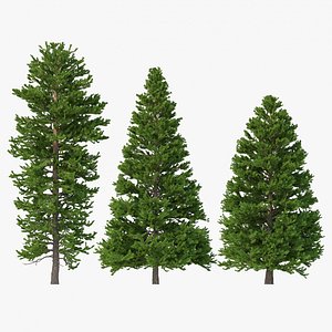 Picea Abies Set 5 - 3 in 1