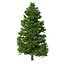 Picea Abies Set 5 - 3 in 1