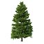Picea Abies Set 5 - 3 in 1