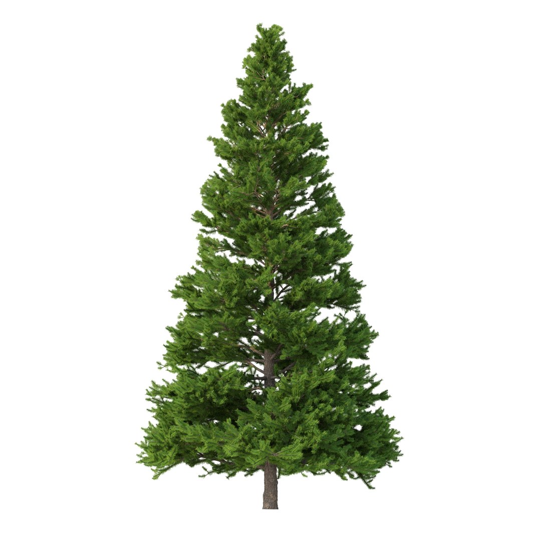 3D Picea Abies Set 5 - 3 in 1 https://p.turbosquid.com/ts-thumb/CV/xifbK1/l1/rend2.22/jpg/1630910495/1920x1080/fit_q87/2a77528628f98261764a0c5dc83bdaa4dfe65ed5/rend2.22.jpg