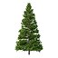 Picea Abies Set 5 - 3 in 1