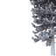 Picea Abies Set 5 - 3 in 1
