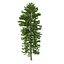 Picea Abies Set 5 - 3 in 1