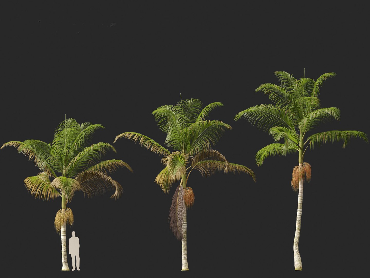 3D model Archontophoenix cunninghamiana - Bangalow palm https://p.turbosquid.com/ts-thumb/CV/yYmUos/5I/archontophoenixcunninghamiana016/jpg/1691557327/1920x1080/fit_q87/7db988d692d346dc310ff33011310645ead58611/archontophoenixcunninghamiana016.jpg
