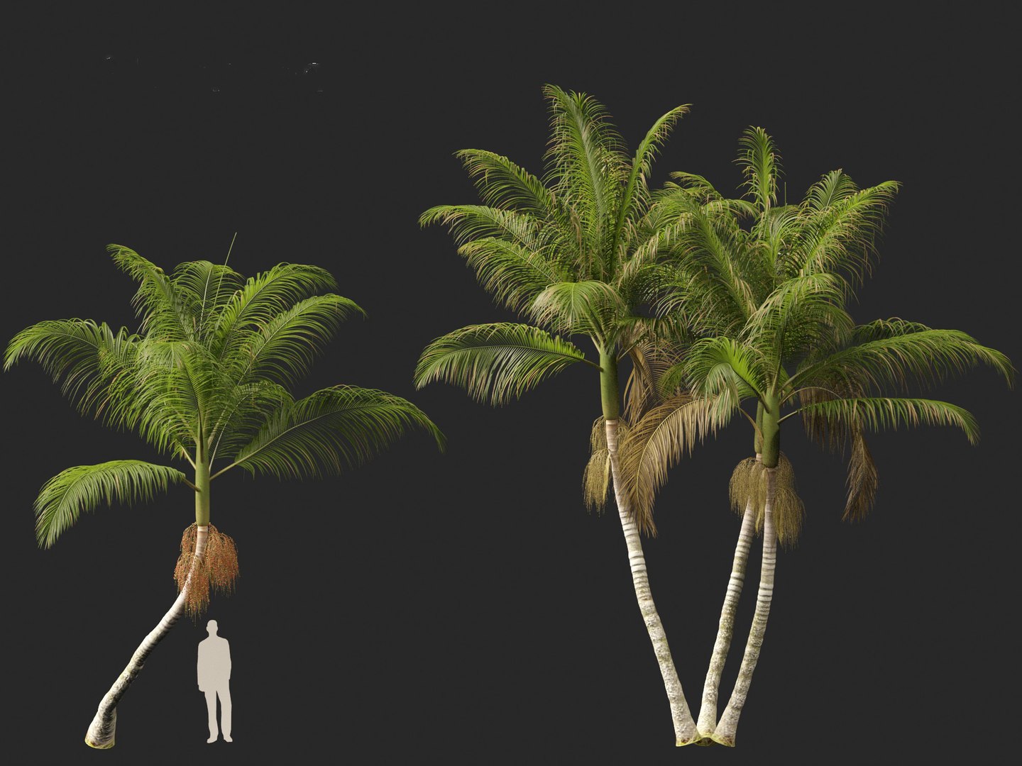 3D model Archontophoenix cunninghamiana - Bangalow palm https://p.turbosquid.com/ts-thumb/CV/yYmUos/G0/archontophoenixcunninghamiana018/jpg/1691557349/1920x1080/fit_q87/80938f5df6172b6e969368ebd4d89317b276175f/archontophoenixcunninghamiana018.jpg