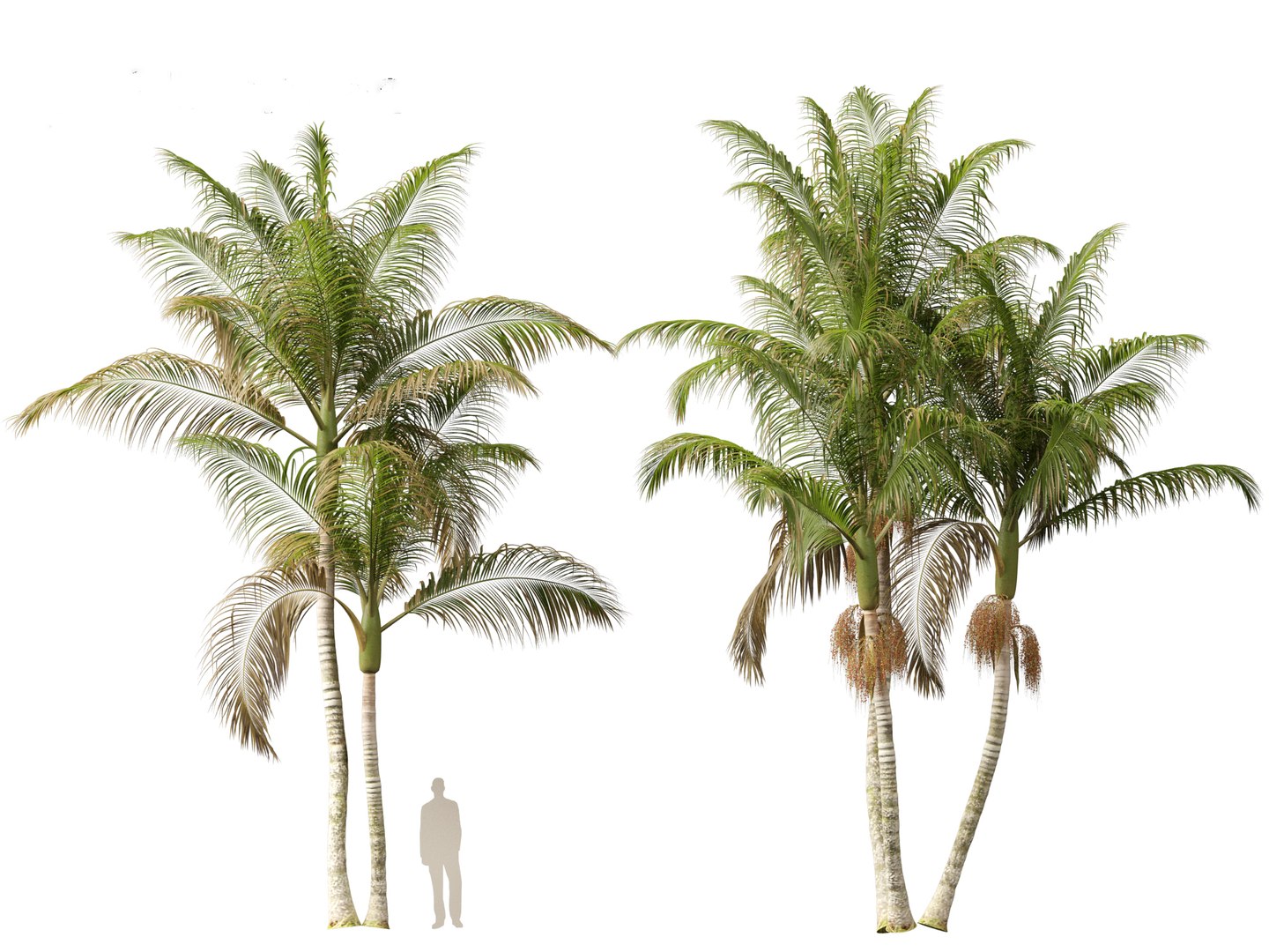 3D model Archontophoenix cunninghamiana - Bangalow palm https://p.turbosquid.com/ts-thumb/CV/yYmUos/NU/archontophoenixcunninghamiana019/jpg/1691557384/1920x1080/fit_q87/149b3d35258eceb71534cb2634037729e502e595/archontophoenixcunninghamiana019.jpg