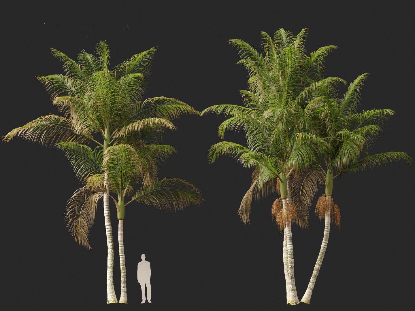 3D model Archontophoenix cunninghamiana - Bangalow palm https://p.turbosquid.com/ts-thumb/CV/yYmUos/VL/archontophoenixcunninghamiana0110/jpg/1691557412/1920x1080/fit_q87/590852c8e16ea49265ea22cc51728651db74c9dc/archontophoenixcunninghamiana0110.jpg
