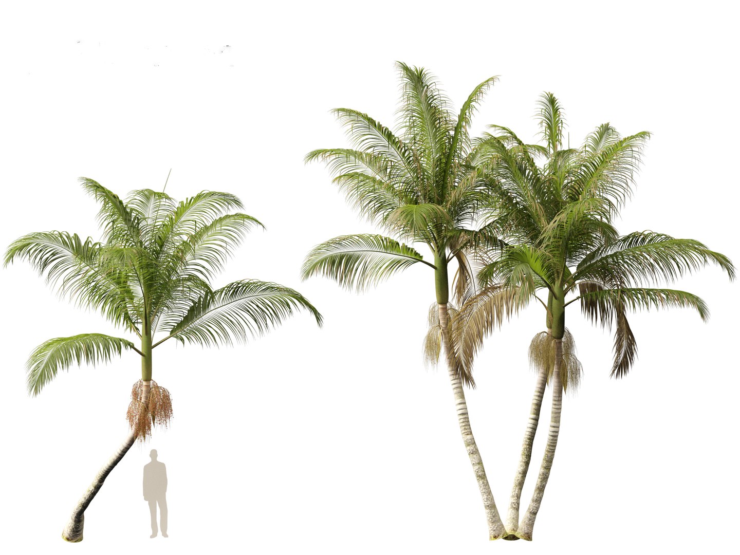 3D model Archontophoenix cunninghamiana - Bangalow palm https://p.turbosquid.com/ts-thumb/CV/yYmUos/ah/archontophoenixcunninghamiana017/jpg/1691557427/1920x1080/fit_q87/d5047a9a1ce2aefb961326bb545a220c1f2569d7/archontophoenixcunninghamiana017.jpg