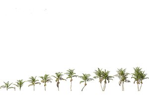 3D model Archontophoenix cunninghamiana - Bangalow palm