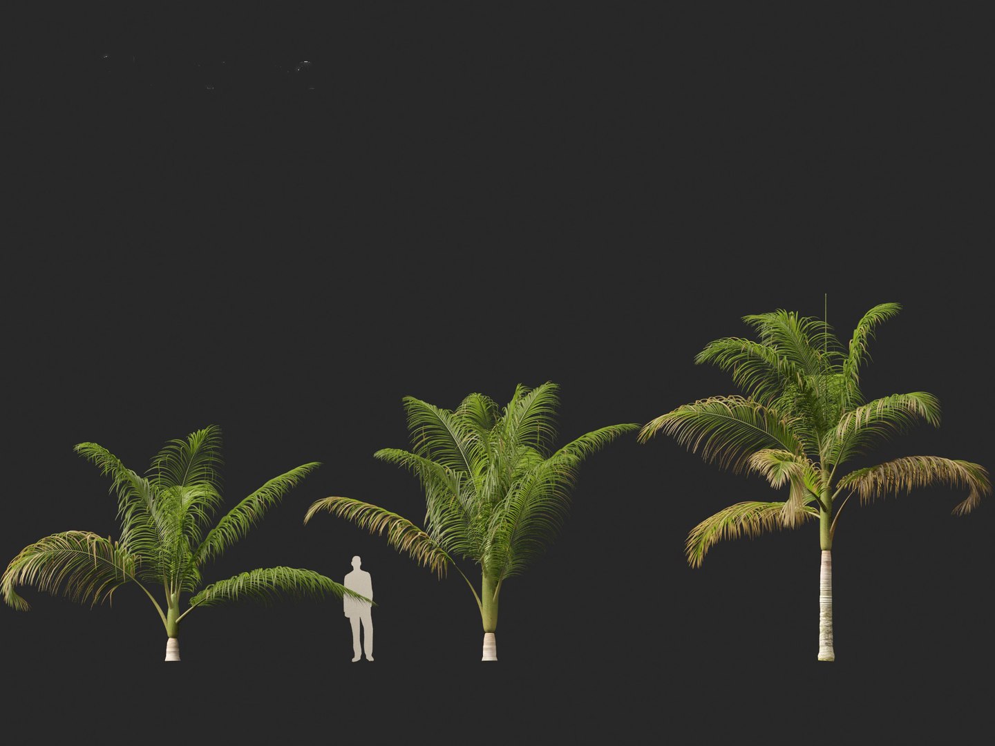 3D model Archontophoenix cunninghamiana - Bangalow palm https://p.turbosquid.com/ts-thumb/CV/yYmUos/hW/archontophoenixcunninghamiana014/jpg/1691557302/1920x1080/fit_q87/b5e8c9abe680ef998d410e663c7f6ef80a6bfa28/archontophoenixcunninghamiana014.jpg