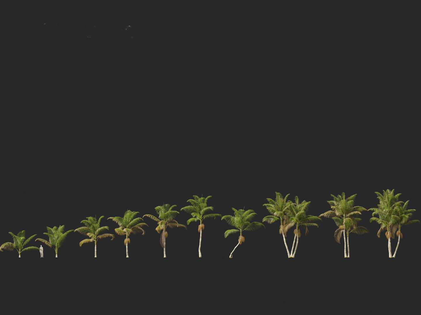 3D model Archontophoenix cunninghamiana - Bangalow palm https://p.turbosquid.com/ts-thumb/CV/yYmUos/jD/archontophoenixcunninghamiana012/jpg/1691557286/1920x1080/fit_q87/68e02dec54bfc468d84657cc1e41bc4ba518ee0f/archontophoenixcunninghamiana012.jpg