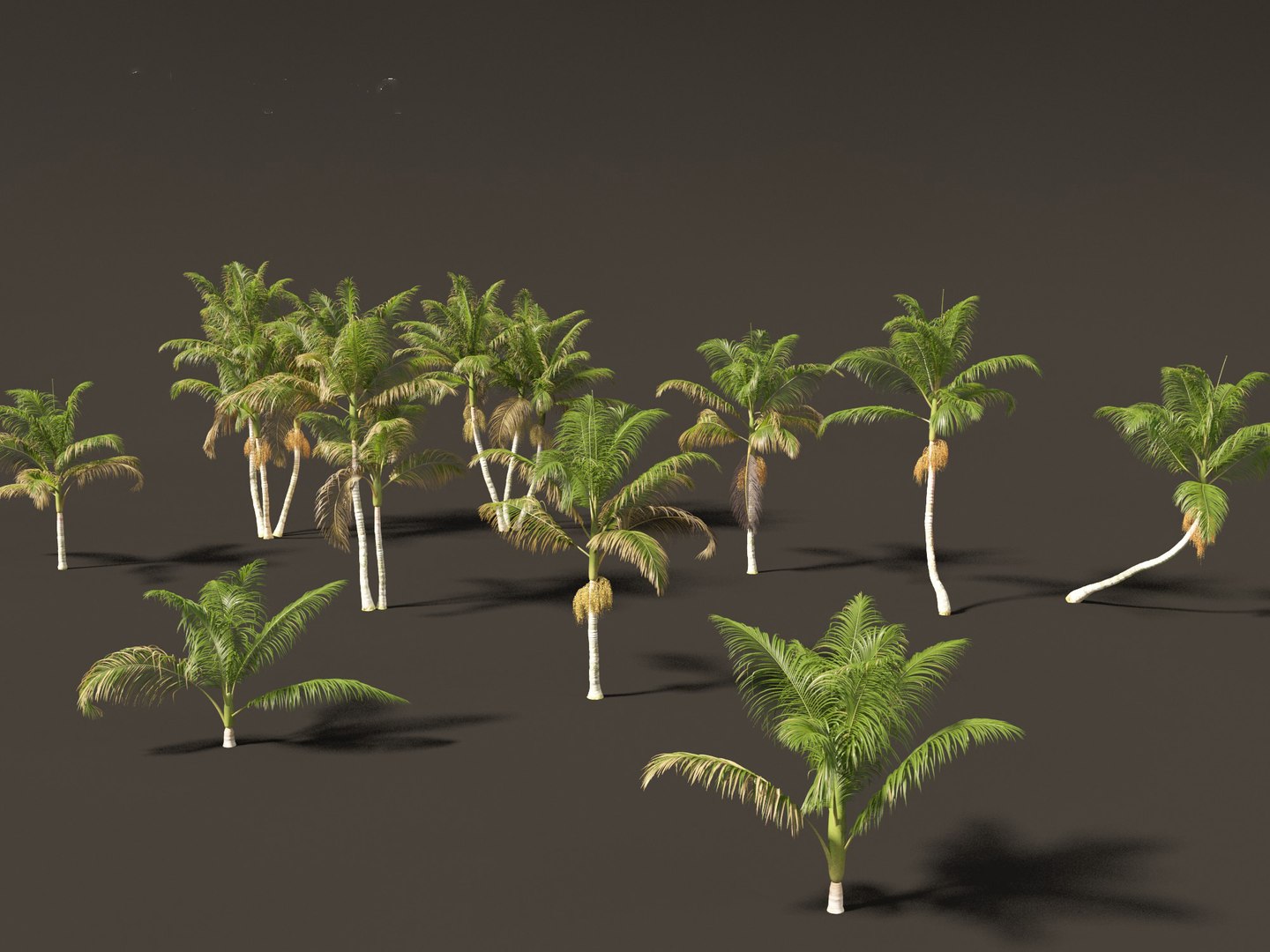 3D model Archontophoenix cunninghamiana - Bangalow palm https://p.turbosquid.com/ts-thumb/CV/yYmUos/lf/archontophoenixcunninghamiana0113/jpg/1691557433/1920x1080/fit_q87/a1bb4dcc39cae2e45579a8bf2defcceae0a6b03e/archontophoenixcunninghamiana0113.jpg