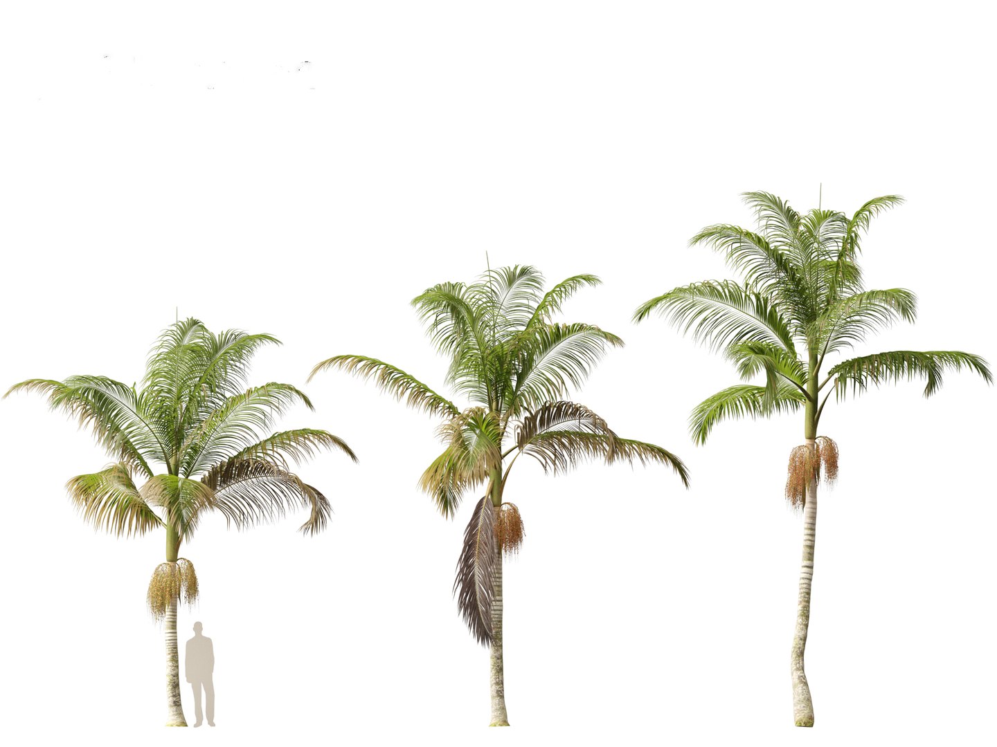 3D model Archontophoenix cunninghamiana - Bangalow palm https://p.turbosquid.com/ts-thumb/CV/yYmUos/wE/archontophoenixcunninghamiana015/jpg/1691557320/1920x1080/fit_q87/f356e56572c0a38bc7809b2bbed3a2385fca490b/archontophoenixcunninghamiana015.jpg