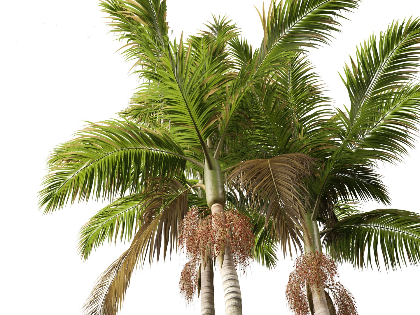 3D model Archontophoenix cunninghamiana - Bangalow palm https://p.turbosquid.com/ts-thumb/CV/yYmUos/xf/archontophoenixcunninghamiana0111/jpg/1691557438/1920x1080/fit_q87/589805b30426fa33b707a909510d6f03c05fcf11/archontophoenixcunninghamiana0111.jpg