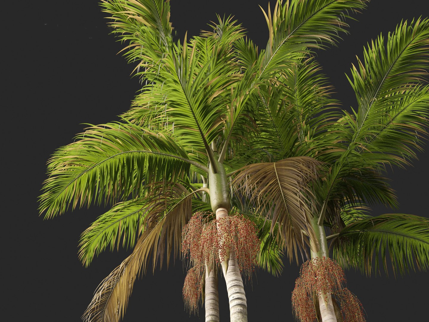 3D model Archontophoenix cunninghamiana - Bangalow palm https://p.turbosquid.com/ts-thumb/CV/yYmUos/yQ/archontophoenixcunninghamiana0112/jpg/1691557431/1920x1080/fit_q87/3e70213de5c0991c073e2242e1c6f909b356259f/archontophoenixcunninghamiana0112.jpg