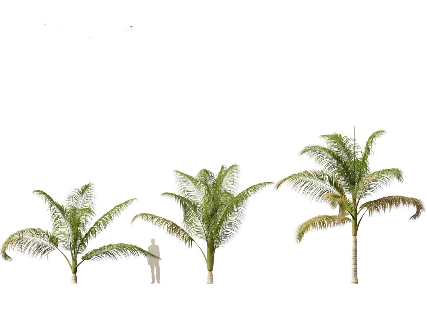 3D model Archontophoenix cunninghamiana - Bangalow palm https://p.turbosquid.com/ts-thumb/CV/yYmUos/z5/archontophoenixcunninghamiana013/jpg/1691557307/1920x1080/fit_q87/463de1d8b36f0c61ae5694b75ae7e9f3474a30ed/archontophoenixcunninghamiana013.jpg