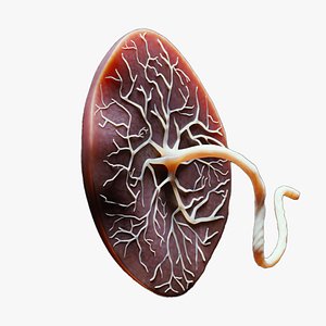 Placenta Anatomy