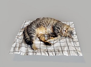3D Sleeping cat 3D scan model model