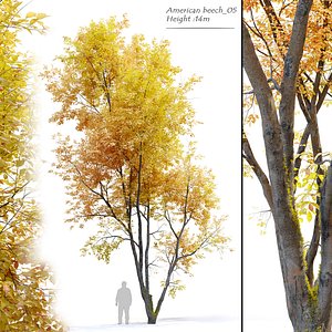 Autumn American beech 3D model