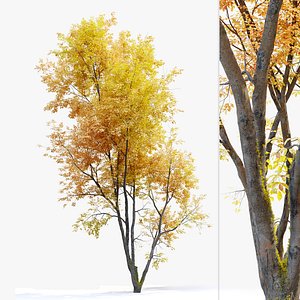 Autumn American beech 3D model