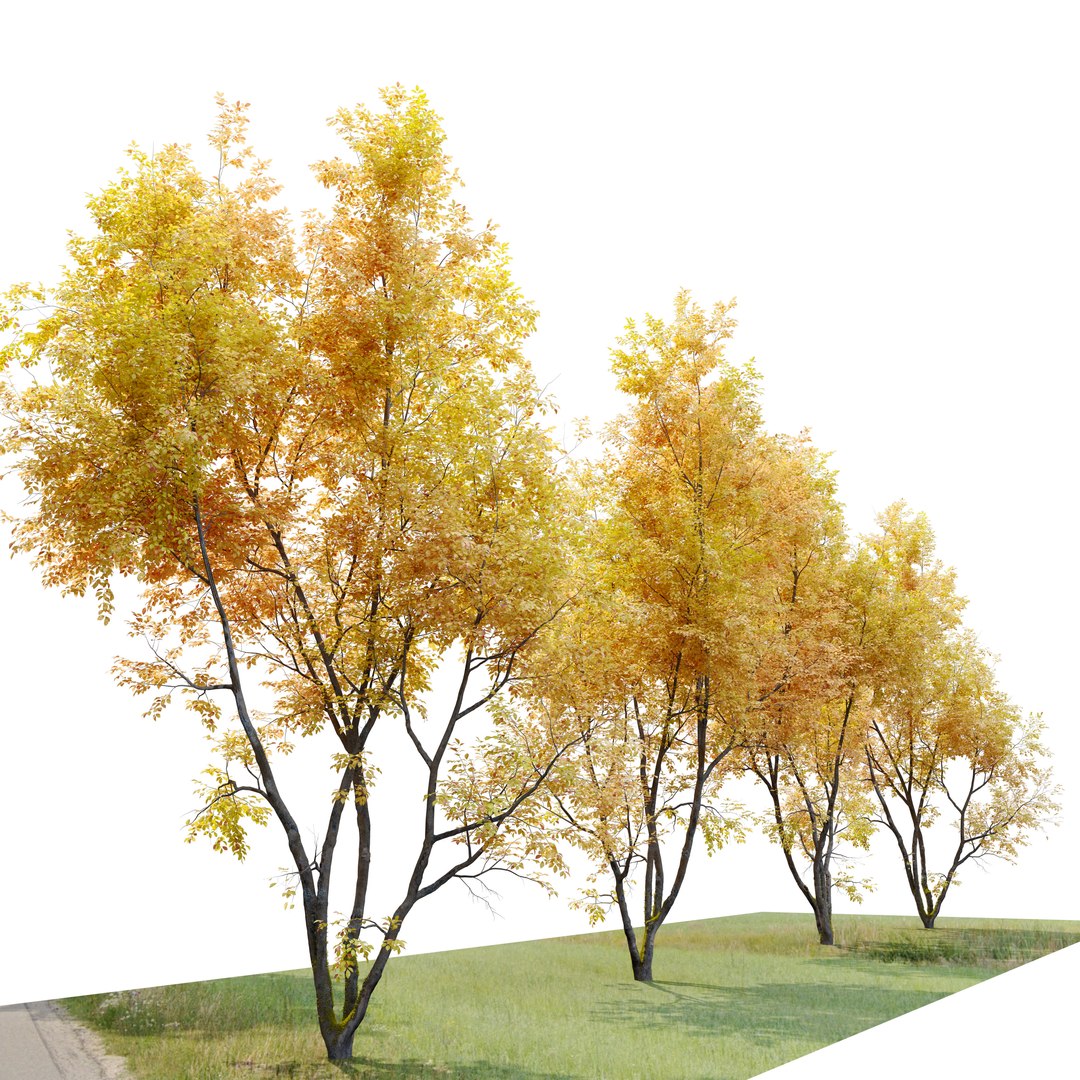 Autumn American beech 3D model - TurboSquid 1937764