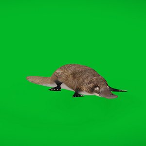 Platypus 3D model