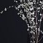 Prunus White Blossom