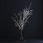 Prunus White Blossom