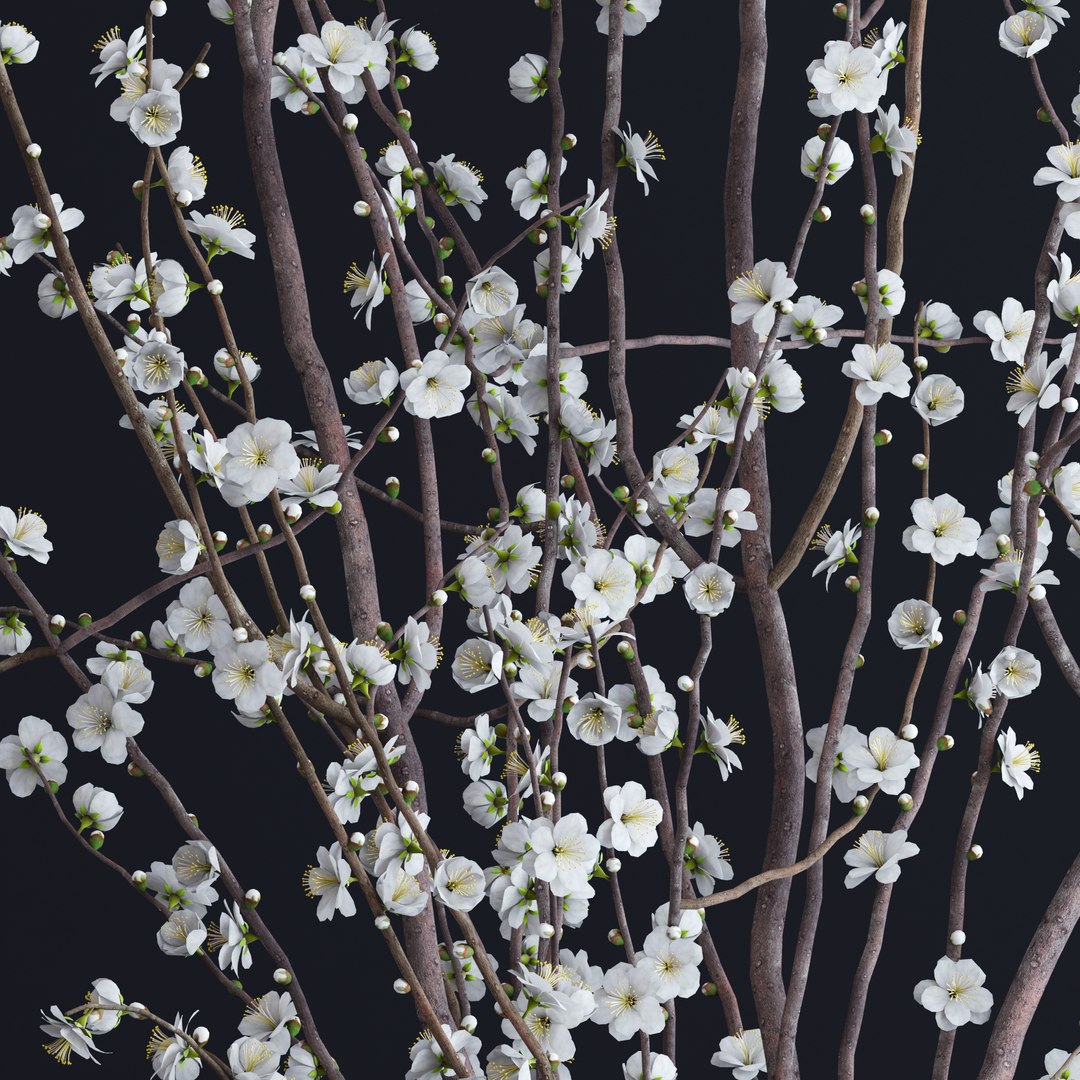 vase white blossom flowers max https://p.turbosquid.com/ts-thumb/CW/UUt87u/l2ObBxhB/v11/jpg/1463747727/1920x1080/fit_q87/75e0563746e3dd606b8174111e6ad424533eb869/v11.jpg