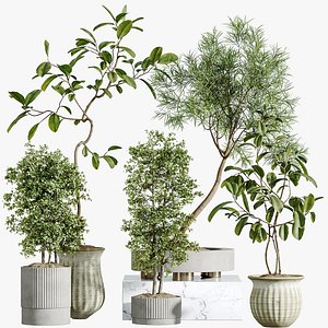 AV Indoor Plants Set 307 Mission Olive and Japandi Ficus Dracaena Marginata 3D model