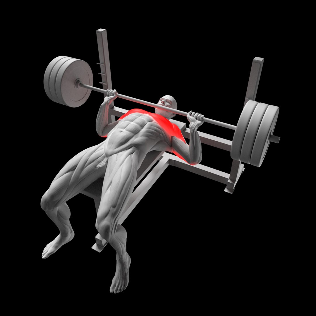 Chest Exercises Pack - Dumbbell Flyes - Bar Dips - Push Ups - Bench Press model https://p.turbosquid.com/ts-thumb/CW/qOsjdH/MP/9/png/1715782541/1920x1080/fit_q87/203e1fa0b6af4796d1f693f38638ac140d760a03/9.jpg
