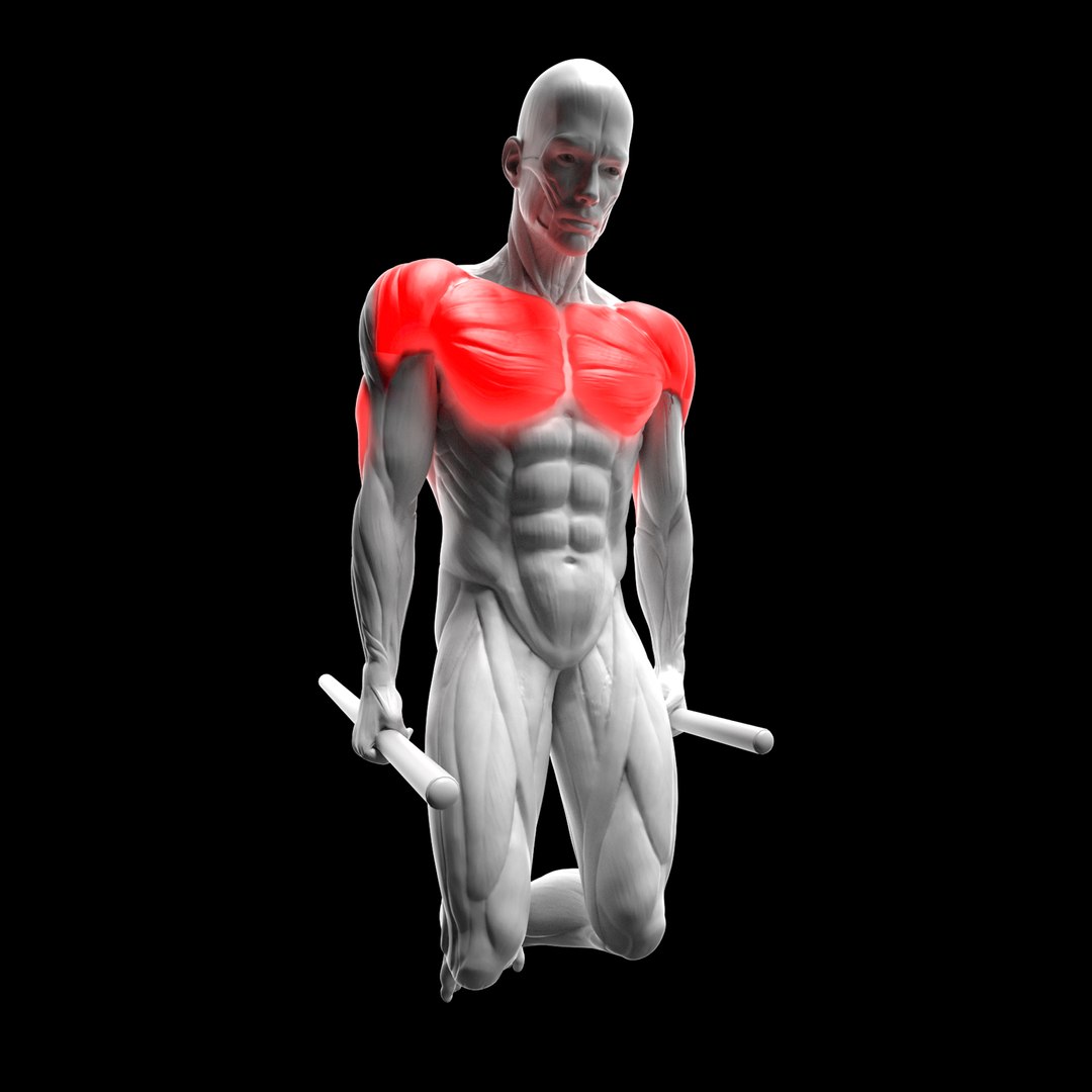 Chest Exercises Pack - Dumbbell Flyes - Bar Dips - Push Ups - Bench Press model https://p.turbosquid.com/ts-thumb/CW/qOsjdH/pf/7/png/1715782540/1920x1080/fit_q87/8c4474beb5eba3fd19702042acecbfda14419b34/7.jpg
