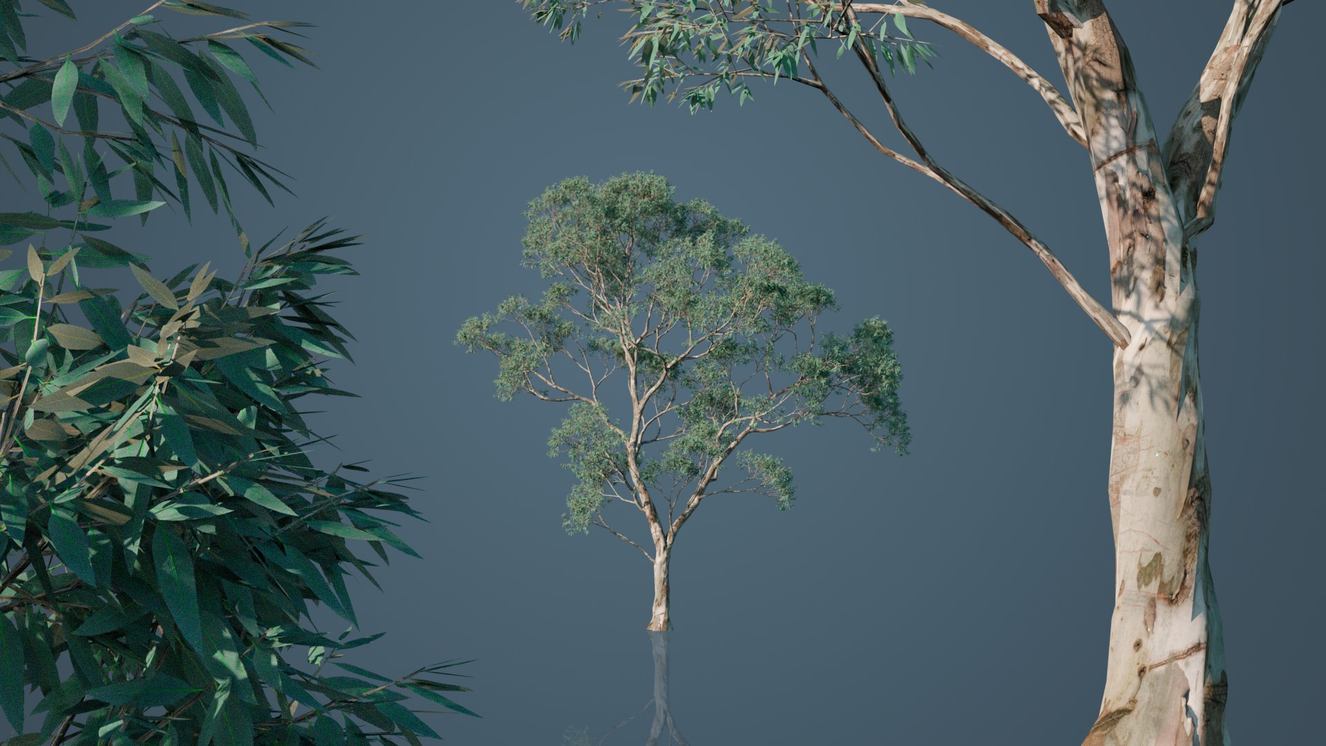 Eucalyptus Willow Trees model https://p.turbosquid.com/ts-thumb/CW/uKJZds/7I/2/png/1631471011/1920x1080/fit_q87/6f1beedb6e961772dff4bd8d4c4ae0f06cc9ec5f/2.jpg