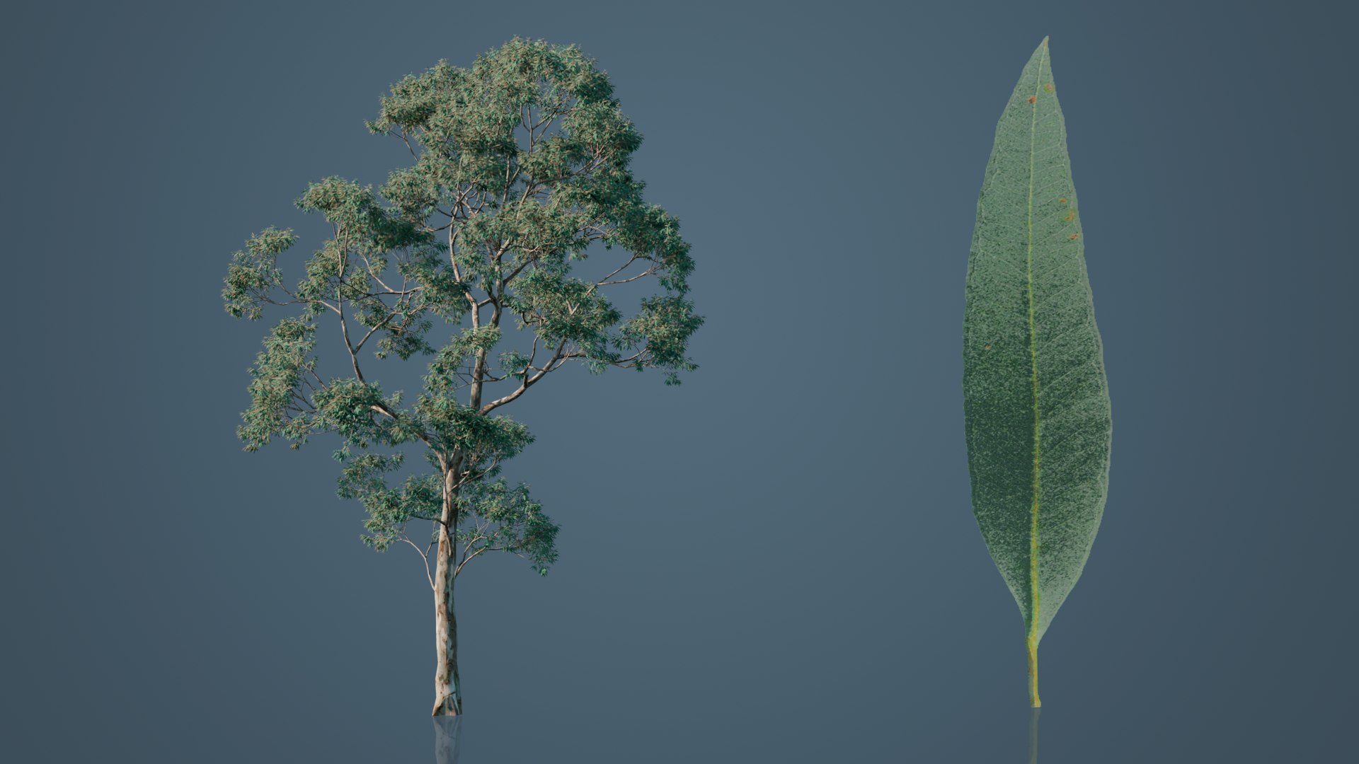 Eucalyptus Willow Trees model https://p.turbosquid.com/ts-thumb/CW/uKJZds/GR/4/png/1631470996/1920x1080/fit_q87/2c5cd7f5f438b937e552dd738116e0076d691cc0/4.jpg