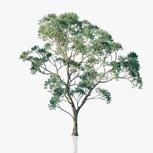 Eucalyptus Willow Trees model