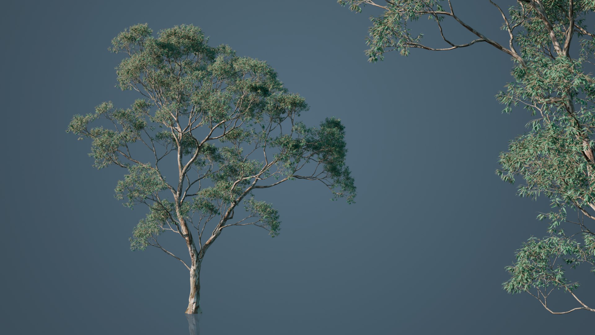 Eucalyptus Willow Trees model https://p.turbosquid.com/ts-thumb/CW/uKJZds/ly/3/png/1631471007/1920x1080/fit_q87/e2d04564bd1593ec9de4976d5b5d715f121cbcd9/3.jpg
