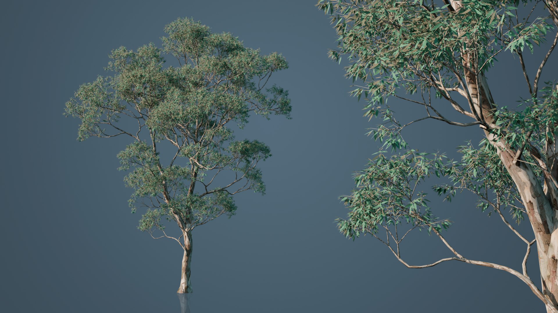 Eucalyptus Willow Trees model https://p.turbosquid.com/ts-thumb/CW/uKJZds/pO/5/png/1631471014/1920x1080/fit_q87/b3cc2cd15357390442668736304212a953919f39/5.jpg