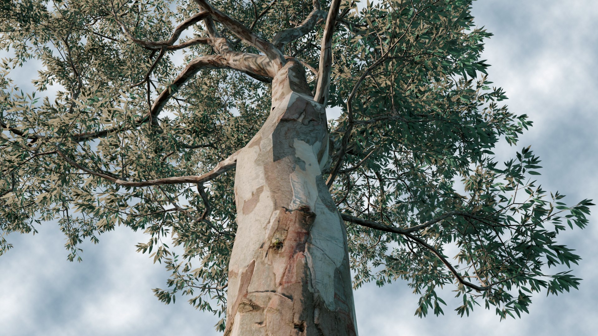 Eucalyptus Willow Trees model https://p.turbosquid.com/ts-thumb/CW/uKJZds/xM/6/png/1631471024/1920x1080/fit_q87/619d0f7b428a096d1a7e7e3da3ab70e3f9d6c25a/6.jpg