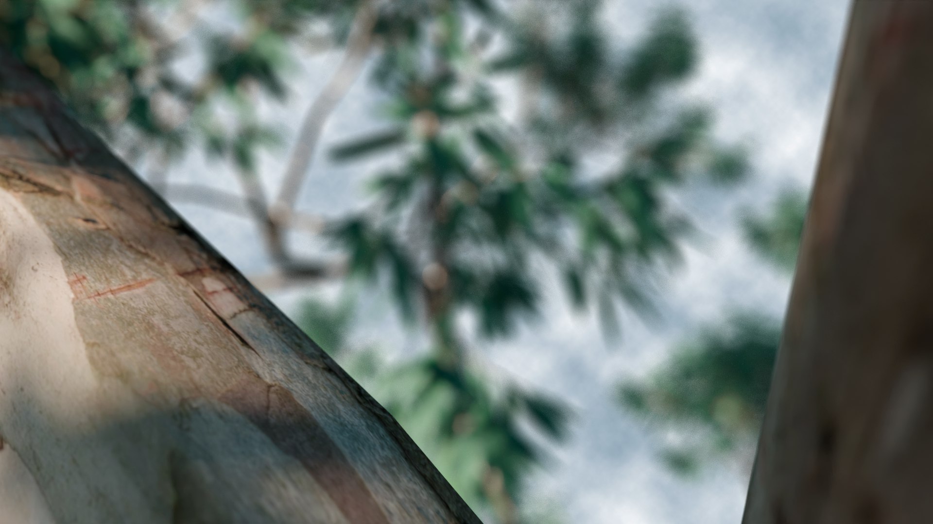 Eucalyptus Willow Trees model https://p.turbosquid.com/ts-thumb/CW/uKJZds/zg/7/png/1631470999/1920x1080/fit_q87/e55d6eefa1da2eb0feca4129133f5e82570ff249/7.jpg