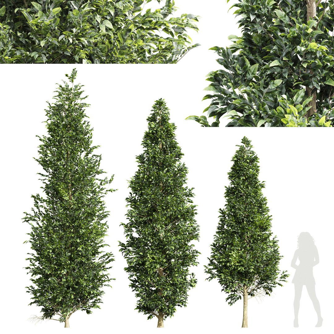 3D Carpinus Betulus-3 Trees - TurboSquid 1929490