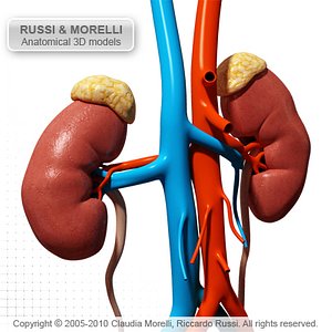 uro genital organ 3d model