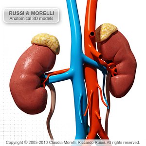 URO GENITAL ORGAN MR