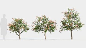 callistemon endeavour b